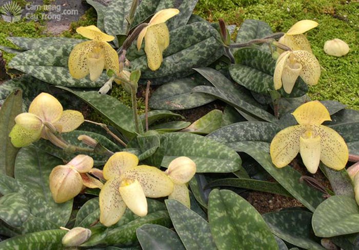Loài lan hài vàng chấm tím (nâu) (Paphiopedilum concolor) - kythuatcanhtac.com