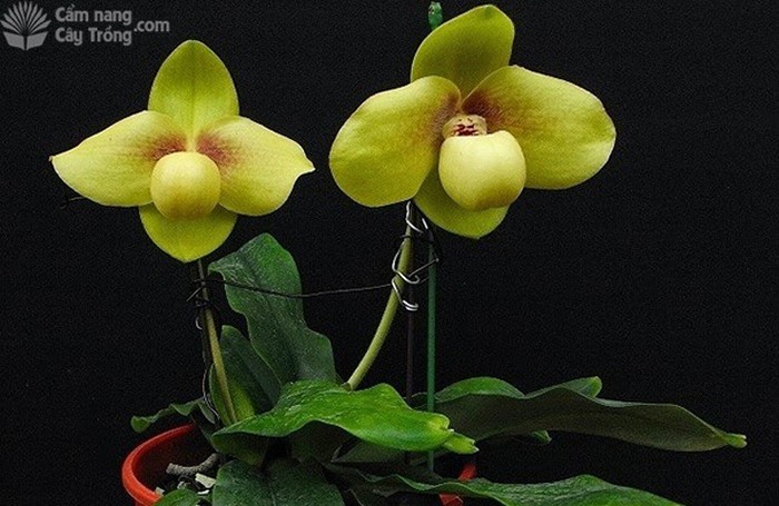 Loài Lan Hài hằng (Paphiopedilum hengianum) - kythuatcanhtac.com