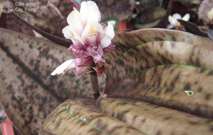 Lan lá Gấm (Ludisia dicolor) - kythuatcanhtac.com