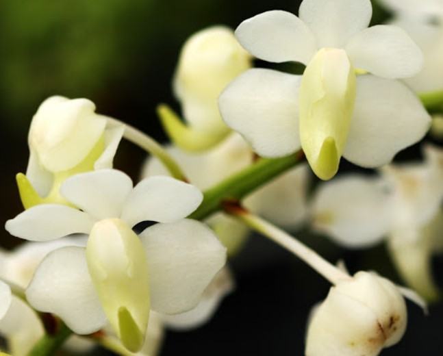 Hoa lan quế hương - Cách chăm sóc hoa lan quế hương đạt hiệu quả cao 35 - kythuatcanhtac.com