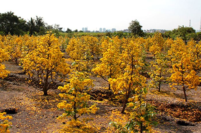 Vườn trồng cây mai vàng - kythuatcanhtac.com