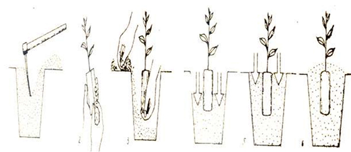 Các bước trồng cây con có bầu - kythuatcanhtac.com