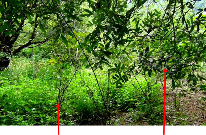 Cây xạ đen được trồng dưới cây ăn quả - kythuatcanhtac.com