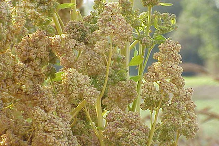 Cây diêm mạch, cây chịu mặn Chenopodium quinoa - kythuatcanhtac.com