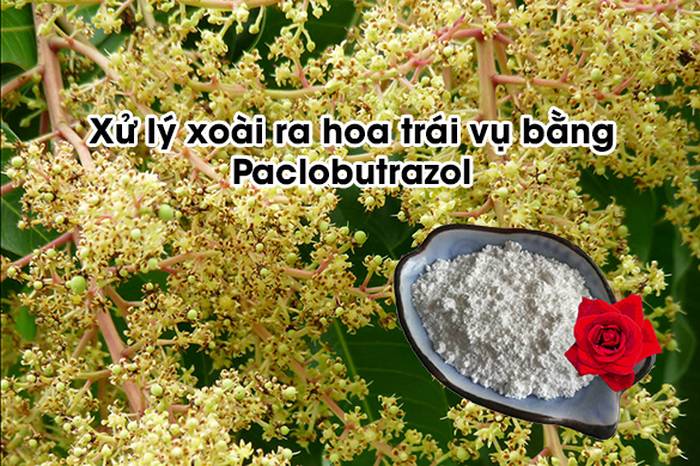 Xử lý xoài ra hoa trái vụ bằng Paclobutrazol - kythuatcanhtac.com
