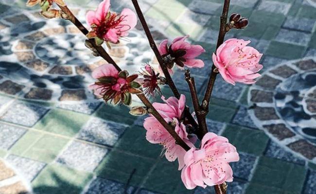 Những loại hoa đào Việt Nam đẹp mê hồn, càng ngắm càng đã mắt - 10 - kythuatcanhtac.com