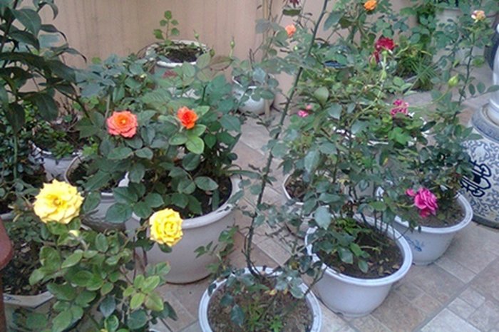 trồng hoa trong chậu - kythuatcanhtac.com
