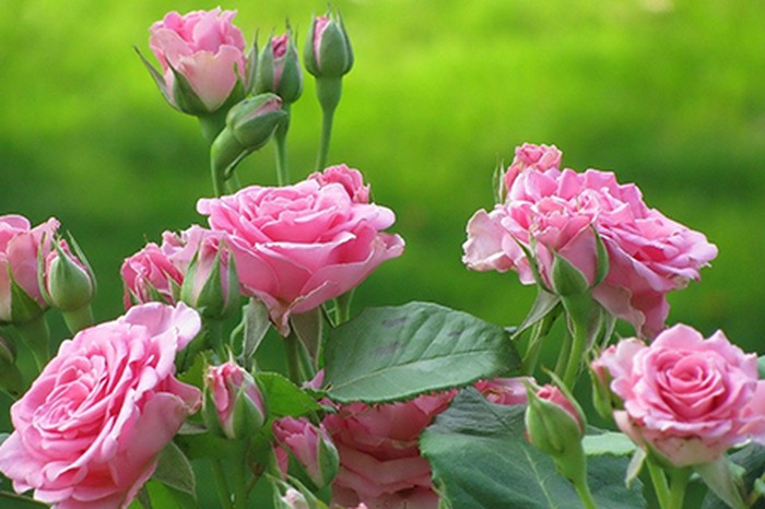 hoa hồng đẹp - kythuatcanhtac.com