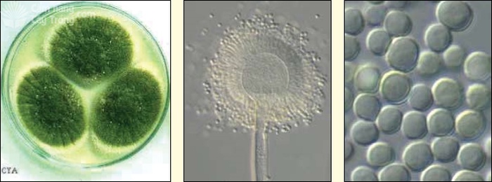 Aspergillus flavus, ba tản nấm trên môi trường Czapek yeast autolysate agar (trái), bào tử vô tính mọc đầy trên đầu cành bào tử phân sinh (giữa), bào tử vô tính (phải) - kythuatcanhtac.com