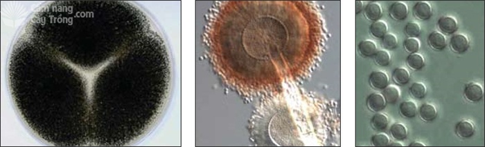 Aspergillus niger, ba tản nấm trên môi trường Czapek yeast autolysate agar (trái), bào tử vô tính mọc đầy trên đầu cành bào tử phân sinh dài (giữa), bào tử vô tính (phải) - kythuatcanhtac.com