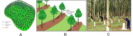 Hình 2: (A) Thiết kế lô trồng theo địa hình; (B) Thiết kế hàng trên đất dốc; (C) Mật độ và khoảng cách trồng hợp lý. - kythuatcanhtac.com