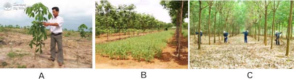 Hình 6: (A) Chăm sóc cao su mới trồng; (B) Trồng cây che đất cho vườn cao su kiến thiết cơ bản; (C) Xới đất, bón phân cho vườn cao su. - kythuatcanhtac.com