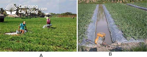 (A) Không màng phủ nông nghiệp, (B) Có màng phủ nông nghiệp.  - kythuatcanhtac.com