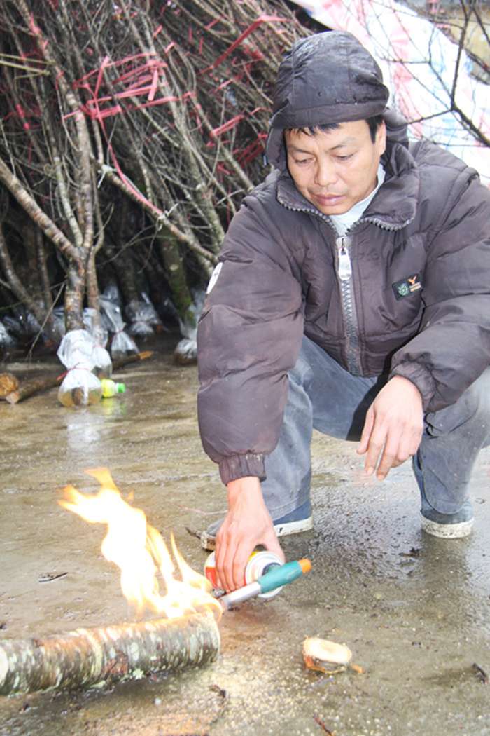 Một người bán đào đang đốt gốc đào - kythuatcanhtac.com