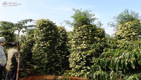 Cây hồ tiêu trồng trên trụ keo dậu - kythuatcanhtac.com