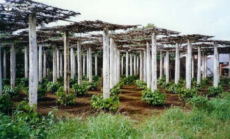 Hồ tiêu trồng trên trụ đúc bê tông - kythuatcanhtac.com