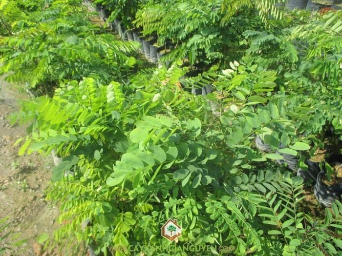 Kỹ thuật trồng cây Cẩm Lai, Cẩm Lai, Cây Cẩm Lai, Cách trồng cây Cẩm Lai, Cẩm Lai giống - kythuatcanhtac.com