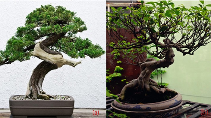 Cây bonsai - Cây kiểng cổ - kythuatcanhtac.com