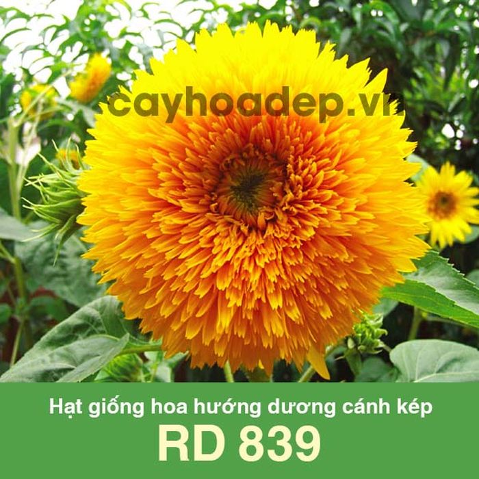 Hoa hướng dương là một loại hoa dễ trồng - kythuatcanhtac.com
