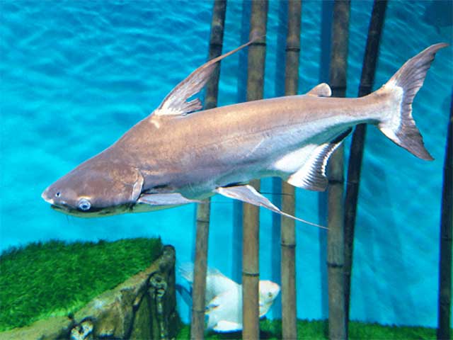 Cá mập cảnh nước ngọt - kythuatcanhtac.com