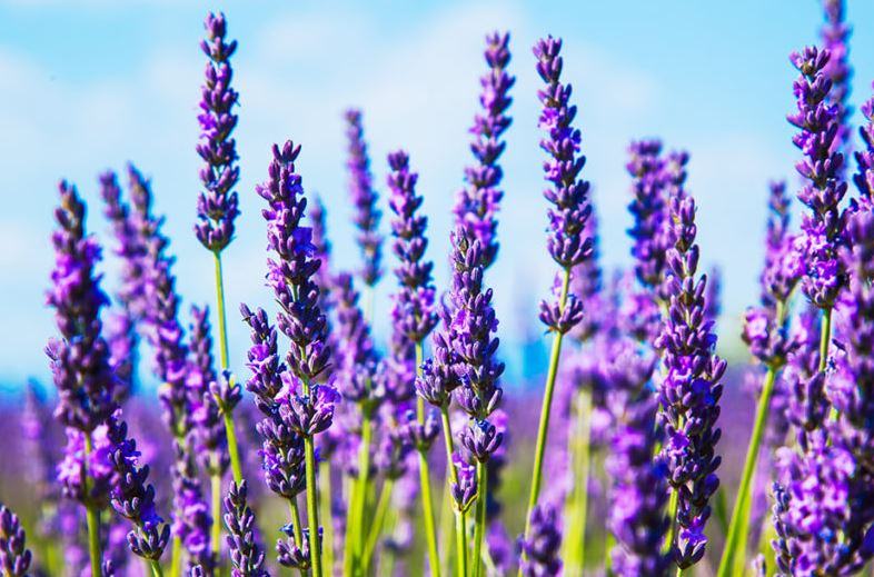 ảnh hoa lavender làm hình nền máy tính đẹp nhất - kythuatcanhtac.com