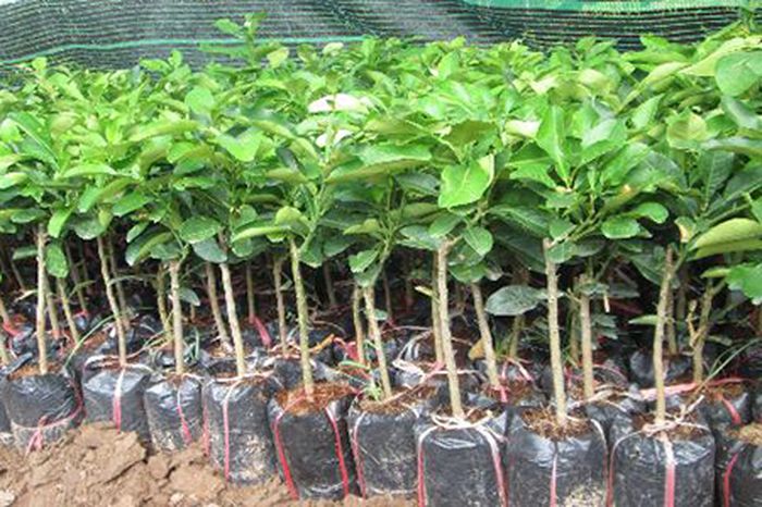 Kỹ thuật trồng và chăm sóc cây chè - kythuatcanhtac.com