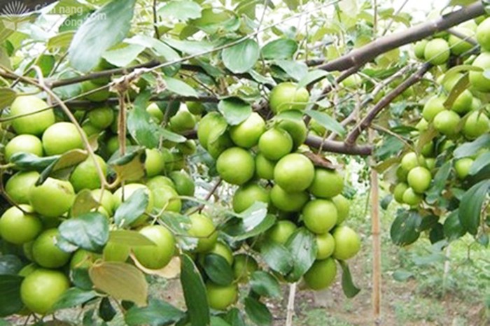 Cây táo Thái Lan - kythuatcanhtac.com