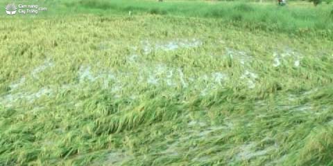 Ruộng lúa bị lốp đổ do bón thừa đạm - kythuatcanhtac.com