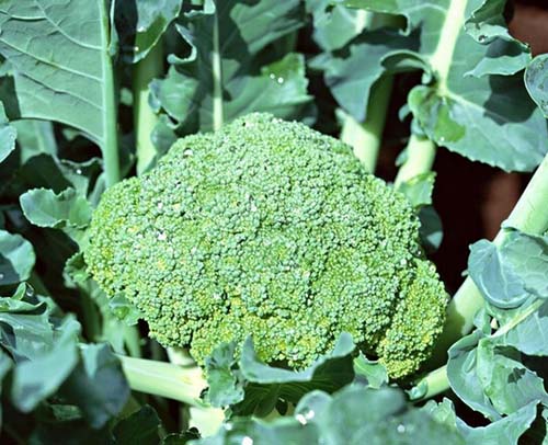 Bông cải xanh là loại cây trồng rất thích hợp vào tháng 10 - kythuatcanhtac.com