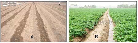 (A) Tưới rảnh cho ruộng khoai sau trồng; (B) Tưới rảnh cho ruộng khoai giai đoạn tạo củ. - kythuatcanhtac.com