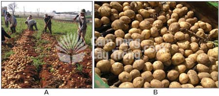 (A) Thu hoạch khoai tây; (B) Khoai tây cần phân loại sau khi thu hoạch. - kythuatcanhtac.com