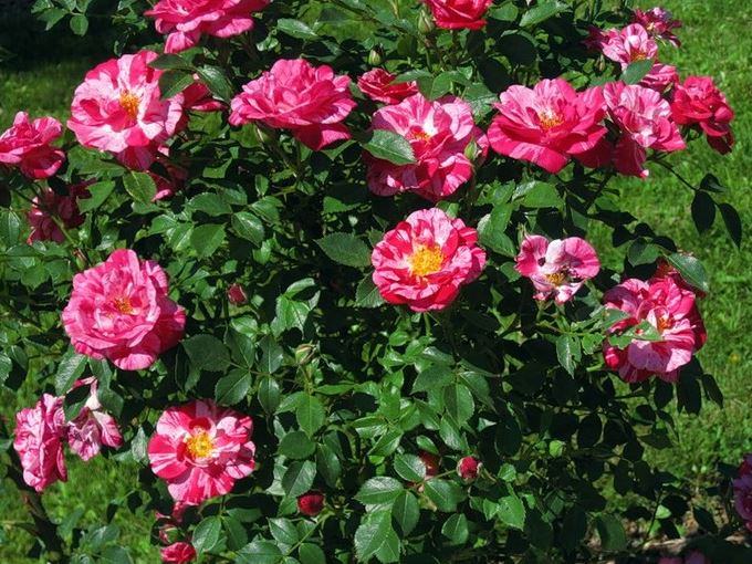 Cách trồng cây Hoa hồng Henri Matisse - kythuatcanhtac.com