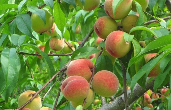 Trồng cây đào ăn quả mang lại hiệu quả kinh tế cao - kythuatcanhtac.com