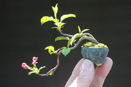 Cây bonsai tư nhiên - kythuatcanhtac.com