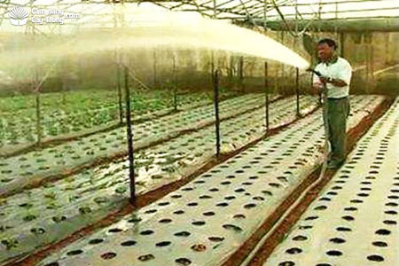 Tưới nước cây xà lách ở giai đoạn 3 ngày sau trồng - kythuatcanhtac.com