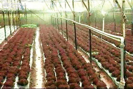 Tưới nước cho cây xà lách ở giai đoạn chuẩn bị thu hoạch - kythuatcanhtac.com