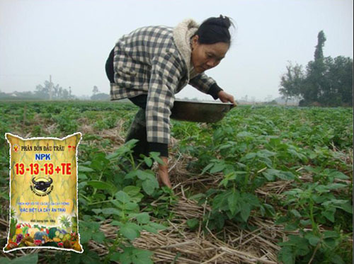 Bón phân cho cây khoai tây - kythuatcanhtac.com