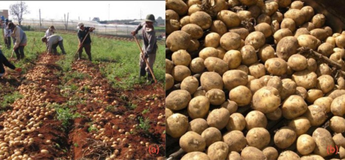 a. Thu hoạch khoai tây - b. Khoai tây càn phân loại sau khi thu hoạch - kythuatcanhtac.com