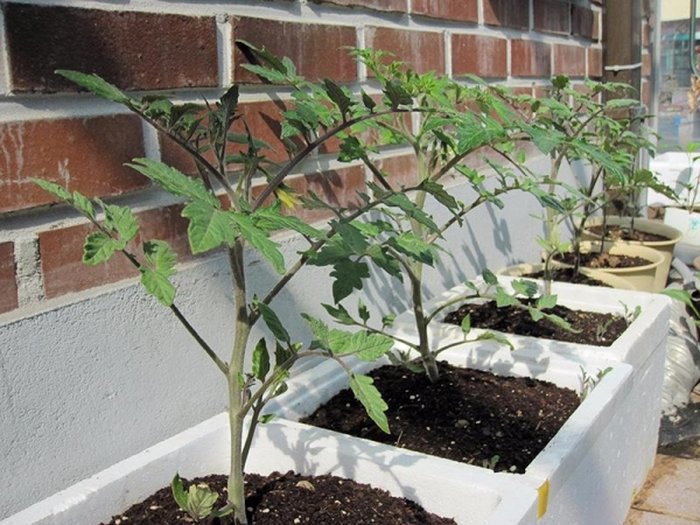 thùng xốp để trồng cà chua - kythuatcanhtac.com