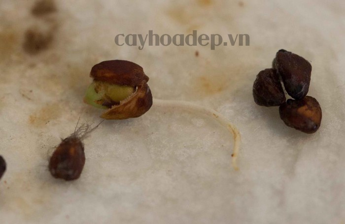 Ngâm hạt giống hoa hồng leo - kythuatcanhtac.com