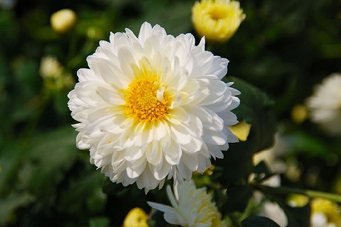 cây dươc liệu cúc hoa trắng - kythuatcanhtac.com
