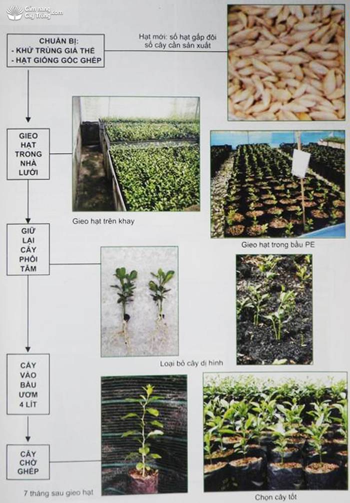 Tóm tắc quy trình sản xuất cây gốc ghép bằng phương pháp gieo hạt - kythuatcanhtac.com