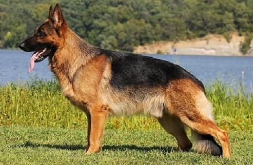 Chó Becgie - Đặc điểm tính cách của giống chó Becgie 8 - kythuatcanhtac.com