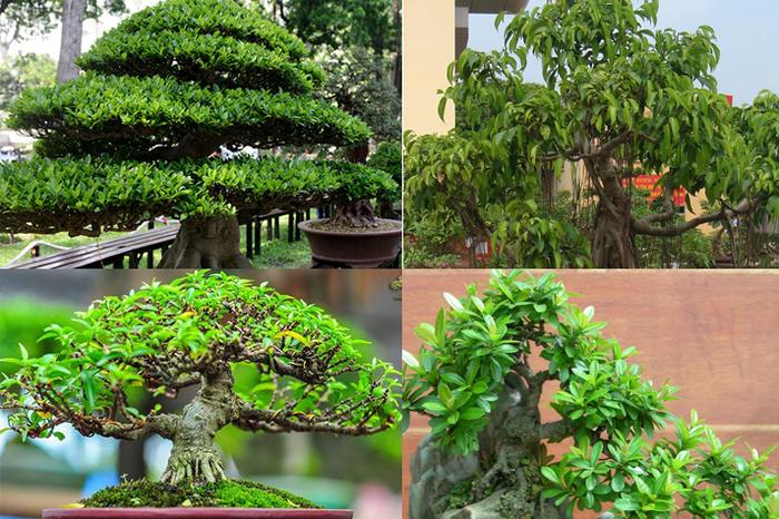 Các loại cây bonsai - kythuatcanhtac.com