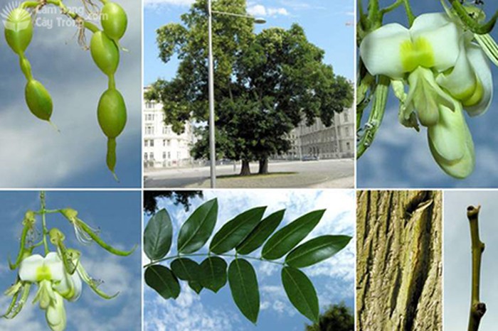 Styphnolobium japonicum (L.) Schott Cây hoa hòe - kythuatcanhtac.com