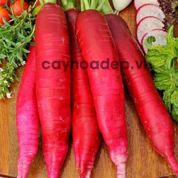 Giống củ cải đỏ Rado cho thu hoạch năng suất cao - kythuatcanhtac.com