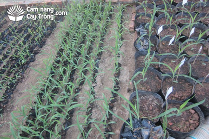 Các phương pháp gieo trồng ngô - kythuatcanhtac.com