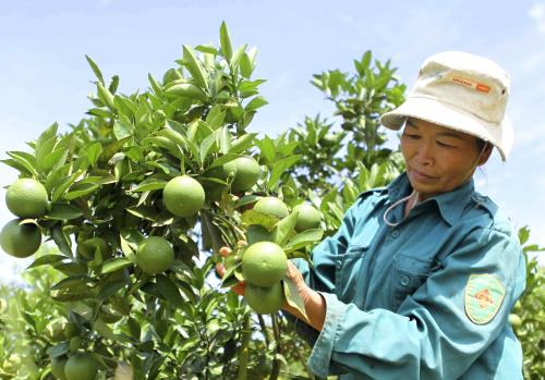 Ứng dụng tiến bộ kỹ thuật trong sản xuất cây ăn quả có múi (Kỳ 1) - kythuatcanhtac.com