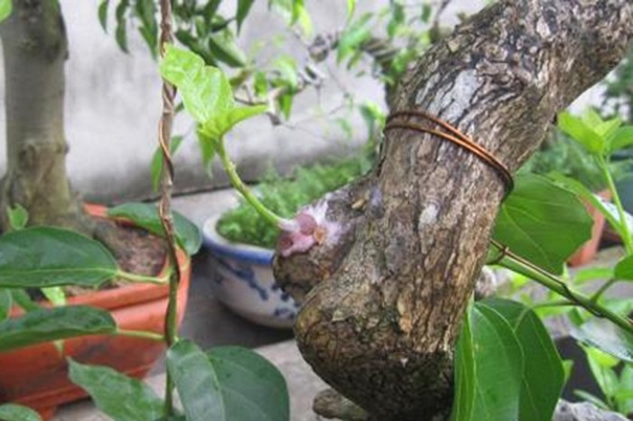 kỹ thuật ghép cành cây bonsia bằng phương pháp ghép qua thân\ - kythuatcanhtac.com