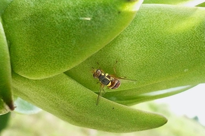 ruồi vàng hại cây thanh long - kythuatcanhtac.com